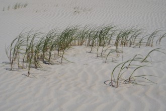 Grasses on the sandy beach, Sankt Peter Ording, Eiderstedt, North Frisia, North Sea,