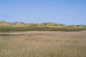 Dune landscape, grasses, Sankt Peter Ording, Eiderstedt, North Frisia, North Sea,