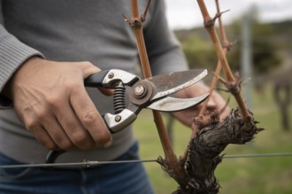 Close-up of hand using secateurs to cut grapevine. Symbol of vineyard care, pruning, and