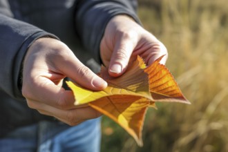 Hands holding yellow autumn leaves outdoors. Captures the beauty of fall and connection with nature