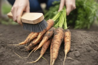 Close up of a person brushing dirt off freshly pulled carrots. Generative ai, AI generated