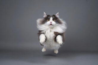 Fluffy cat mid-air jumping straight toward camera on gray studio background. Concept of playful