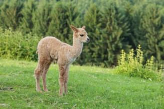 A newly born white alpaca (Vicugna pacos) stands in a green meadow on a sunny day. A green forest