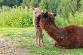 A freshly born white alpaca (Vicugna pacos) stands in front of its brown mother and sniffer on her
