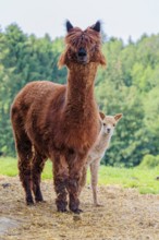 A freshly born white alpaca (Vicugna pacos) stands next to its brown mother on straw in hilly