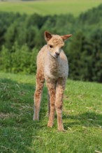 A newly born white alpaca (Vicugna pacos) stands in a green meadow on a sunny day. A green forest