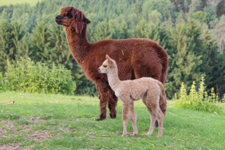 A freshly born white alpaca (Vicugna pacos) stands next to its brown mother on a green meadow on