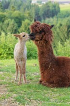 A freshly born white alpaca (Vicugna pacos) stands in front of its brown mother and sniffer on her
