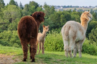 Two adult and one newly born white alpaca (Vicugna pacos) standing on straw in hilly terrain