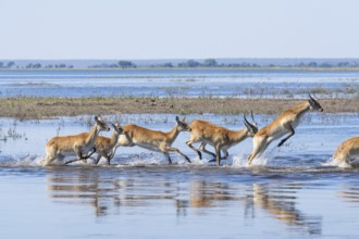 Lechwe (Kobus leche) gracefully leaps through shimmering blue waters in Chobe National Park,