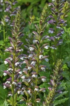 Spiny bear's breech (Acanthus spinosus) in flower in garden, native to southern Europe
