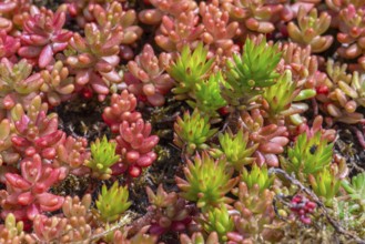 Reflexed stonecrop, Jenny's stonecrop, blue stonecrop, prick-madam, trip-madam (Petrosedum