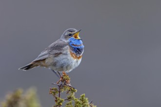Red-spotted bluethroat (Luscinia svecica svecica) male singing from shrub on the tundra in spring,