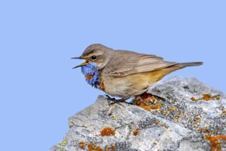 Red-spotted bluethroat (Luscinia svecica svecica) male calling from rock on the tundra in spring,