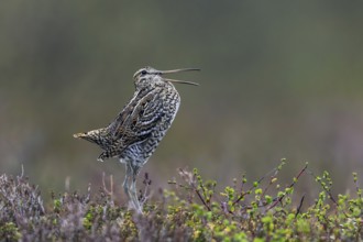 Great snipe (Gallinago media) male calling during courtship display at lek at dusk on tundra