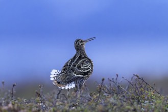 Great snipe (Gallinago media) male displaying at lek at dusk on tundra breeding ground in spring