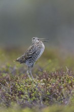 Great snipe (Gallinago media) male calling during courtship display at lek at dusk on tundra