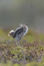 Great snipe (Gallinago media) male flapping wings during courtship display at lek at dusk on tundra