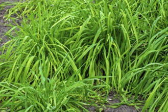 Secale multicaule Waldstauden, forest perennial rye, forest perennial grain, ancient rye, St.