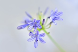 Close-up of the blossom of an ornamental lily or love flower (Agapanthus), Germany