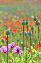 Flowering field with poppies (Papaver) and seed capsules of the poppy flowers in the foreground,