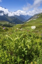 Flower meadow and mountain panorama with cloudy glaciated mountain peaks, view of Aiguille du Midi