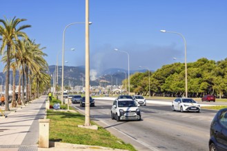 Car traffic on a city street lined with palm trees by the sidewalk a sunny summer day with the