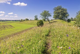 Path on ridge with flowering wildflowers a beautiful sunny summer day in the countryside, Sweden