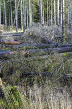 Storm fallen trees lying on the ground in by a forest edge in at a spruce forest