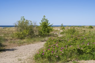 Nature experience area dune landscape, beach, coast, Laboe, Baltic seaside resort, fjord, Baltic