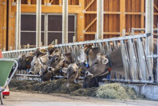 Cows between metal bars in a barn, eating fresh hay, Ridnauntal, South Tyrol, Italy
