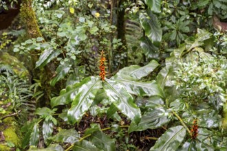 Butterfly ginger (Hedychium gardnerianum), fruit stand, Graskop Gorge or Graskopkloof, Graskop,