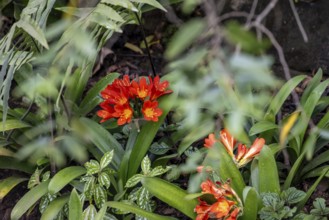Red flowers of a clivia (Clivia miniata), dense forest, Graskop Gorge or Graskopkloof, Graskop,