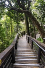 Wooden path through dense forest, Graskop Gorge or Graskopkloof, Graskop, Mpumalanga, South Africa