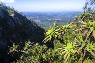 Tree aloe (Aloe arborescens) growing on rocks, view at God's Window, canyon landscape, near