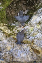 White-throated Dipper (Cinclus cinclus), feeding young bird, Kundler Klamm, Kundl, Tyrol, Austria