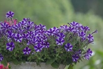 Petunias in a flower box, North Rhine-Westphalia, Germany