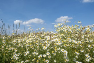 Chamomile in bloom against a blue sky with some clouds, Münsterland, North Rhine-Westphalia,
