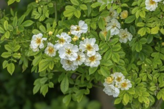 Rose (Rosa sp.), climbing rose in yellow and white, Münsterland, North Rhine-Westphalia, Germany