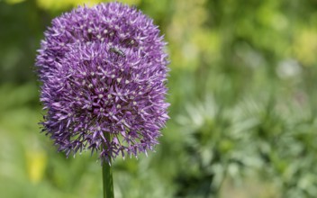 Ornamental leek (Allium sp.), inflorescence, North Rhine-Westphalia