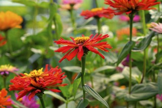 Red sun hat, wide range of colours