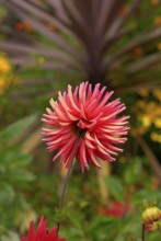 In cactus dahlias, the individual petals are rolled up like tubes and strongly pointed towards the