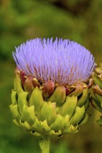 Artichoke thistle from the Asteraceae family, domesticated form of thistle