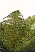 Ferns, Gardens South England, England, GB