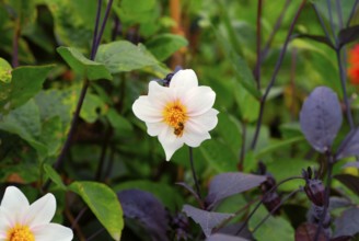Wood anemone with bumblebee, spring plant, herbaceous perennial