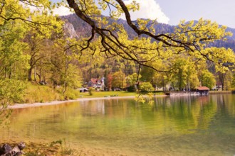 View of Lake Kochel, blossoming trees, municipality of Kochel am See, Alpine foothills, Upper