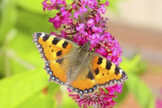 Small tortoiseshell (Aglais urticae) sucking nectar on summer lilac (Buddleja davidii), butterfly