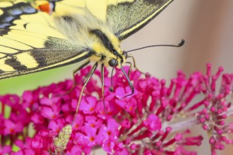 Swallowtail (Papilio machaon) sucking nectar on butterfly bush (Buddleja davidii), butterfly bush,