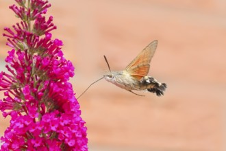Pigeon-tailed butterfly (Macroglossum stellatarum) sucking nectar on summer lilac (Buddleja