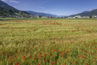 Cereal field with corn poppy (Papaver rhoeas), behind it the town of Schwaz, Schwazer Felder,